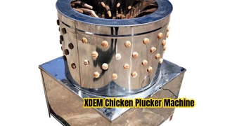 Máy vặt lông gà thương mại XDEM Máy làm rụng lông gia cầm bằng thép không gỉ 60 thùng cho vịt gà