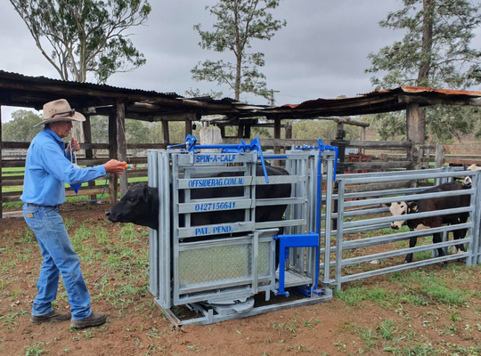 Powder Coated Corrosion Resistant Livestock Equipment for Low Maintenance Animal Restraint