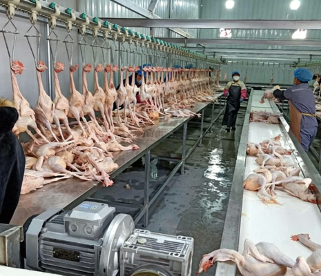 Máy chế biến gia cầm PLC điều khiển 3-5KW Điện động cơ hiệu quả cao Chicken Duck Goose Slaughter Production Line chứng nhận CE